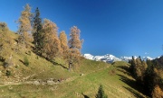 19 Ancora qualche passo, mi accolgono i secolari larici del Monte Colle...